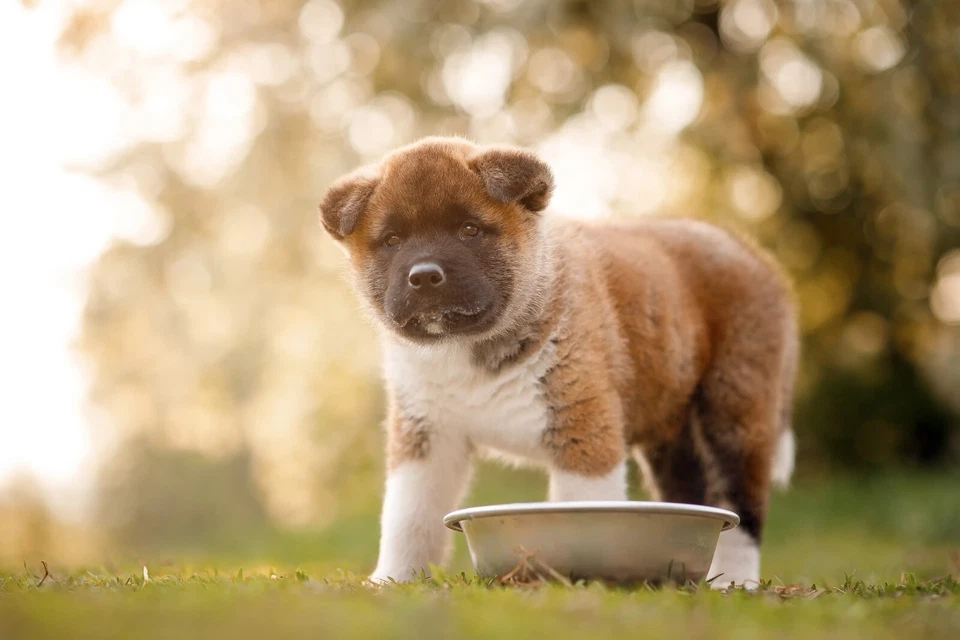 24 x 400g Hundefutter Dozer Ente Premium Nassfutter getreidefrei Dose - Bild 3 von 4