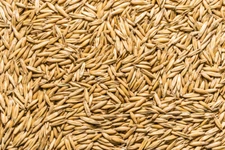 Thunder Acres Non GMO, Certified Organic, Oat Seed