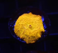 DIYreefer Live Coral WYSIWYG Poletti Jawbreaker 1"+ has very small green spot