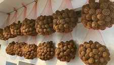 Organic Black Walnuts in Shell   90 walnuts - Appox. 3 pounds