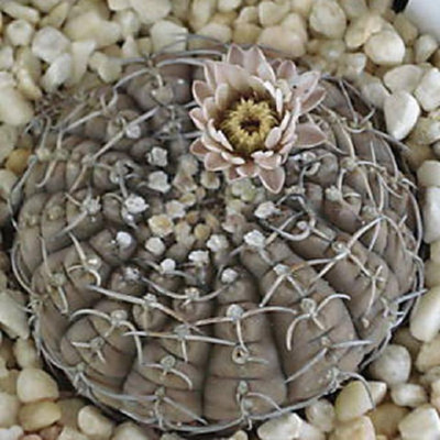 monstera adansonii aurea Monstera Adansonii Cuttings Rare Houseplant