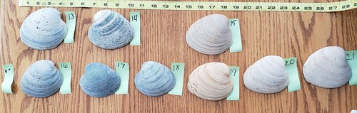 extra large very thick natural clam shell sold each crafting décor party favors - Picture 3 of 9