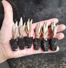 6 x Plants - Kalanchoe X-Houghtonii Mother of Thousands -Succulent Houseplant