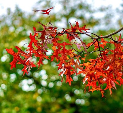 Quercus rubra 40-70cm | Northern red oak | Red oak - Northern red oak | Red oak