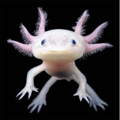 Axolotl Babies Fish Gumtree Australia Free Local Classifieds Axolotl Babies Fish Gumtree Australia Free Local Classifieds