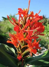 Hedychium deceptum | Rubrum | Red Butterfly Ginger | 20_Seeds