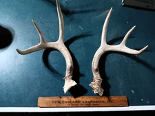 Matching Set Cutoff Whitetail Deer Antlers Horns Rustic Wedding Decor Dog Chews