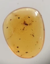 100 MILL. YEARS OLD BURMITE AMBER WITH MOSQUITO & FLY (ABR21/86)