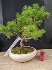 bonsai di pino pentaphilla h 42 cm visita il negozio