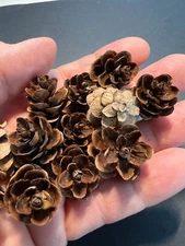 50 Hemlock Pine Cones 1/2" to 1" Extra Small for Wreath Making, Floral Crafts