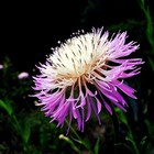 25 American Rose Basket Flower Seeds Centaurea americana Cold Hardy Garden Plant