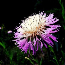 25 AMERICAN ROSE BASKET FLOWER SEEDS Centaurea americana Cold Hardy Garden Plant