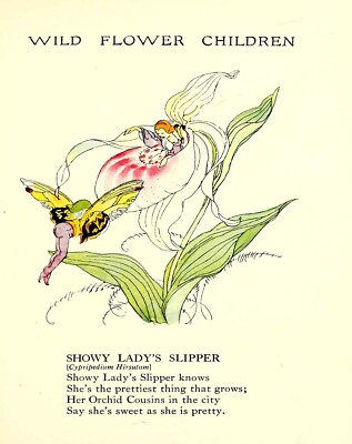 4832 Scott, Janet Laura - Wild Flower Children c.1918 - Showy Lady's Slipper