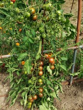 40 graines de tomate CHOCOLATE CHERRY - culture type Bio