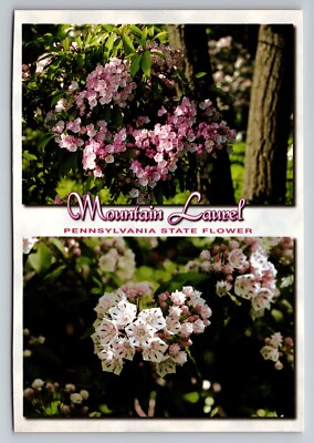 Mountain Laurel Pennsylvania State Flower Vintage Unposted Postcard