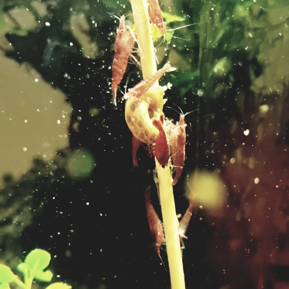 Shrimp Lollie Nano 15 ct Garden Variety & Holder Shrimp Food Home Made In USA - Image 4 of 4