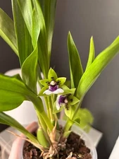 (715-1)  Zygoneria  Adelaida Meadows (Z.Titanic x Zga Dynamo)   FS  fragrant