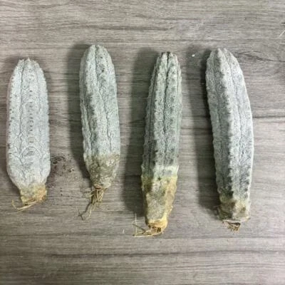 Alto 10 cm Euphorbia Abdelkuri aleatorio 3/5/10 piezas