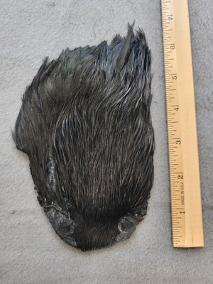 Lot 181,  Grade B,  DYED BLACK India Rooster Streamer Neck Cape Feathers