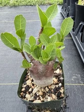 Black Adenium arabicum desert rose "Super Red" bonsai
