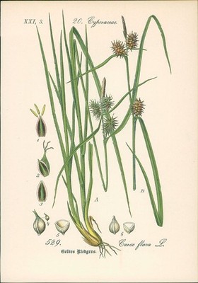 Chromolithographie : Gelb-Segge. Gelbe Segge. Große Gelbsegge. Carex flava L. Cy