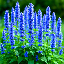 600 KOREAN MINT SEEDS 🌿 HEIRLOOM PERENNIAL • AROMATIC MOSQUITO HERB • FREE SHIP