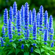 600 KOREAN MINT SEEDS 🌿 HEIRLOOM PERENNIAL • AROMATIC MOSQUITO HERB • FREE SHIP