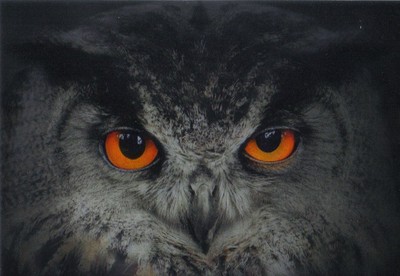 Lentikular - Wackelkarte: Uhu bei Nacht - Eurasian Eagle Owl