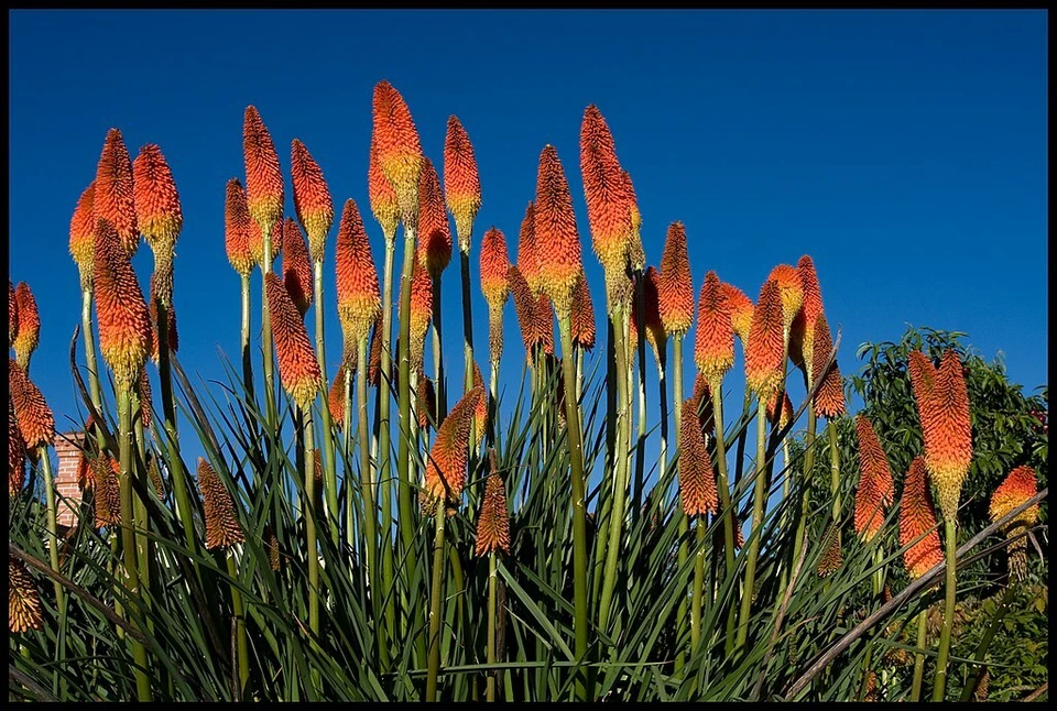RED HOT POKER 100 SEEDS, ORANGE AND YELLOW FLOWERS. KNIPHOPHIA, TORCH LILY - Image 4 of 4