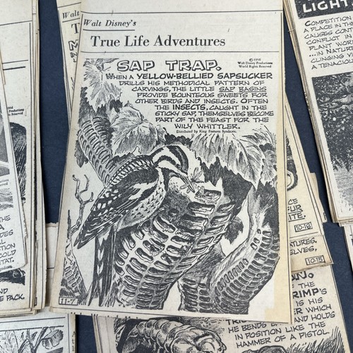 Vintage Scrapbook Walt Disney's "True Life Adventures" Buffalo Newspaper 1956 - Picture 3 of 12