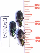 D97034-insects Carabidae from Vietnam North