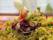 Darlingtonia Californica Cobra Lily Carnivorous Plant