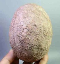 Segnosaur Dinosaur Egg Fossilized Crystallized Fossil Jurassic Cretaceous World