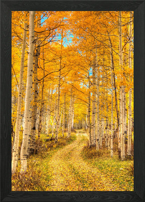 Aspen Pathways Gerahmtes Wandbild Poster Leinwanddruck Bild