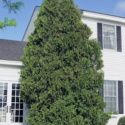 NORTHERN WHITE CEDAR Thuja Occidentalis - 50+ SEEDS | eBay