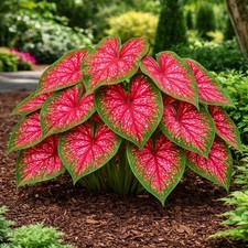 6 Red Alert Caladium Bulbs for Planting - Beautiful Spotted Leafs Stand Out - Pe