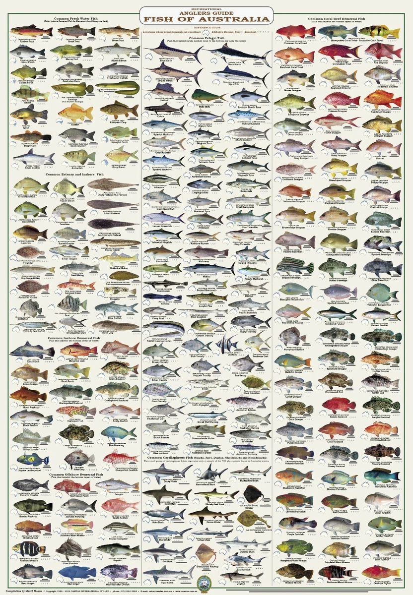 Australian Fish Identification - Anglers Guide - LAMINATED - CAMTAS WALL  CHART