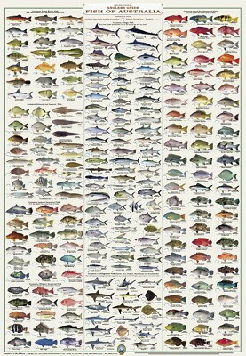 Australian Fish Identification - Anglers Guide - LAMINATED - WALL CHART