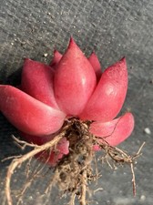 Echeveria agavoides amestro x Echeveria aga. prolifera, New Hybrid, Succulent