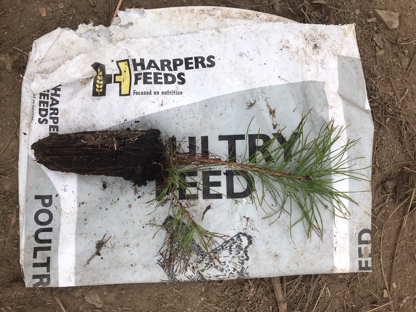 50 Scots Pine Saplings 2 Year Old Trees, Christmas, Evergreen eBay