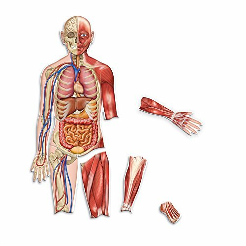 Double Sided magnetica del corpo umano (c4p)