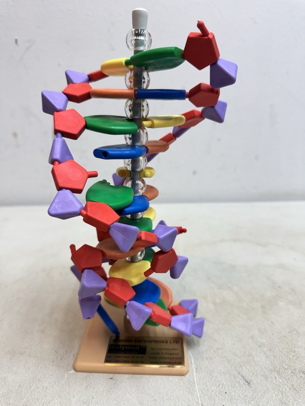 spring enterprises molymod dna model 9.75"
