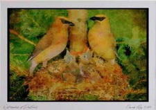 163035 Pair Of Cedar Waxwings With Young Watercolour Picture Ltd Ed A3
