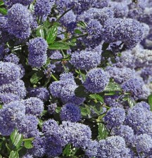 Suttons Ceanothus Repens Garden Plant Hardy Shrub Spring Flowering 1