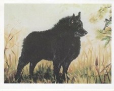 New Schipperke in Field Pet Dog Notecard Set ...