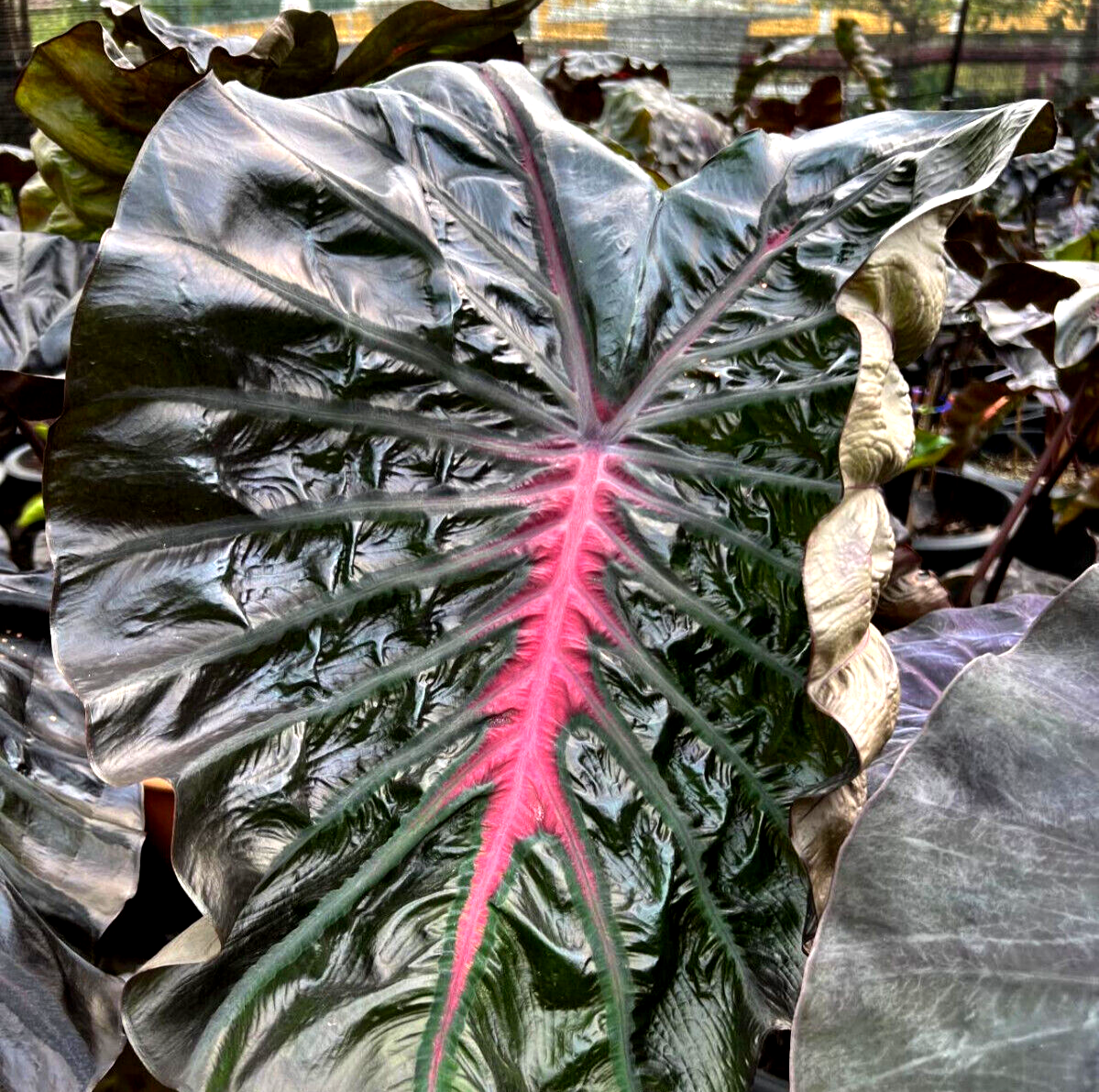 Colocasia Pinky Heart esculenta species RARE New HB Elephant ear +