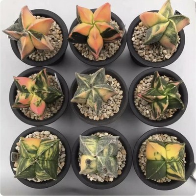 5CM Succulent Cactus Plant Astrophytum Myriostigma Oneself Variegated Cactaceae.