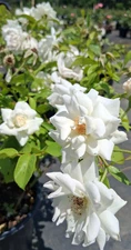Iceberg Floribunda 1 Gal. Pure White Live Bush Plants Shrub Plant Fine Roses
