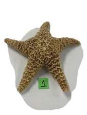 9” CARIBBEAN STARFISH SEA SHELL BEACH DECOR NAUTICAL TROPICAL REEF CRAFTS