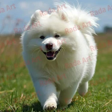Digital Image Art Ai Picture Photo Wallpaper for Desktop White Dog Samoyed Run